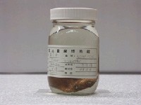 藏品(繁星鮃)的圖片